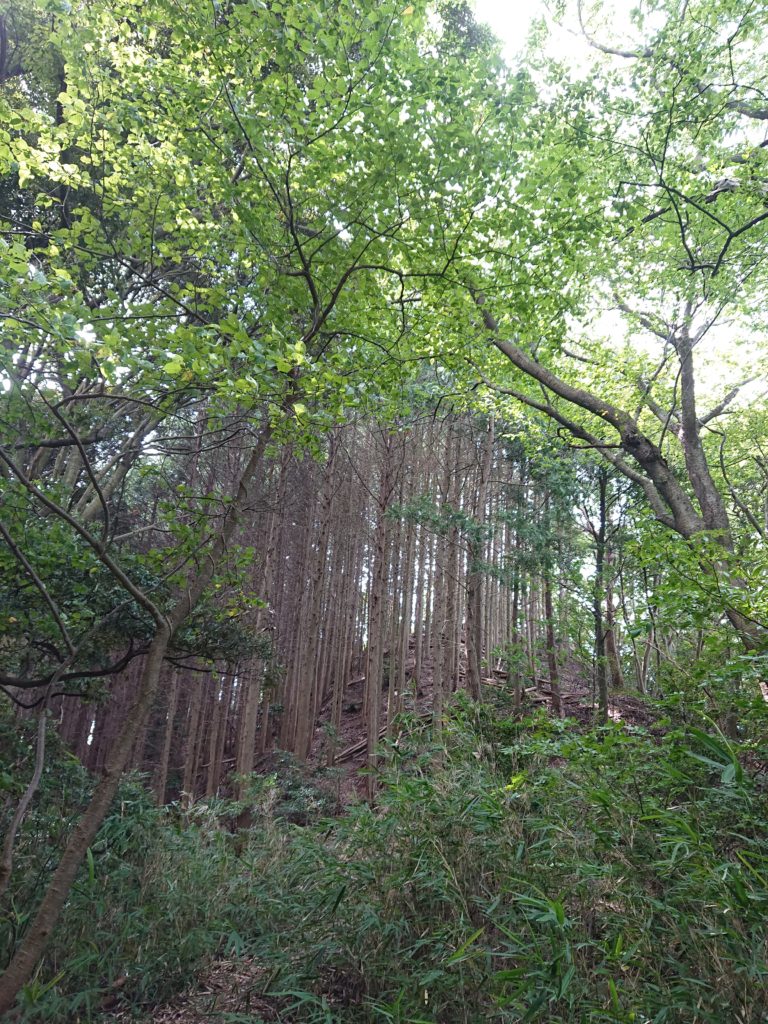 吉野杉の御城印帳