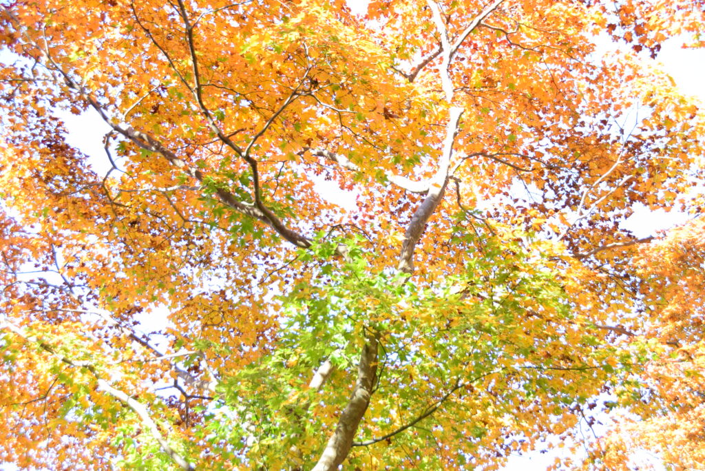 岡寺で頂いた御詠歌の御朱印です。 . . 光　さ　庭　つ　け な　な　の　ゆ　さ り　が　苔　岡　見 け　ら　　　寺　れ り　瑠　　　の　ば 　　璃 　　の . . 歌の季節とは違いますが、秋の岡寺は見事な紅葉でした😆 . 来年こそは何の心配もなく、心ゆくまで美しい風景を眺めていたいものですね。