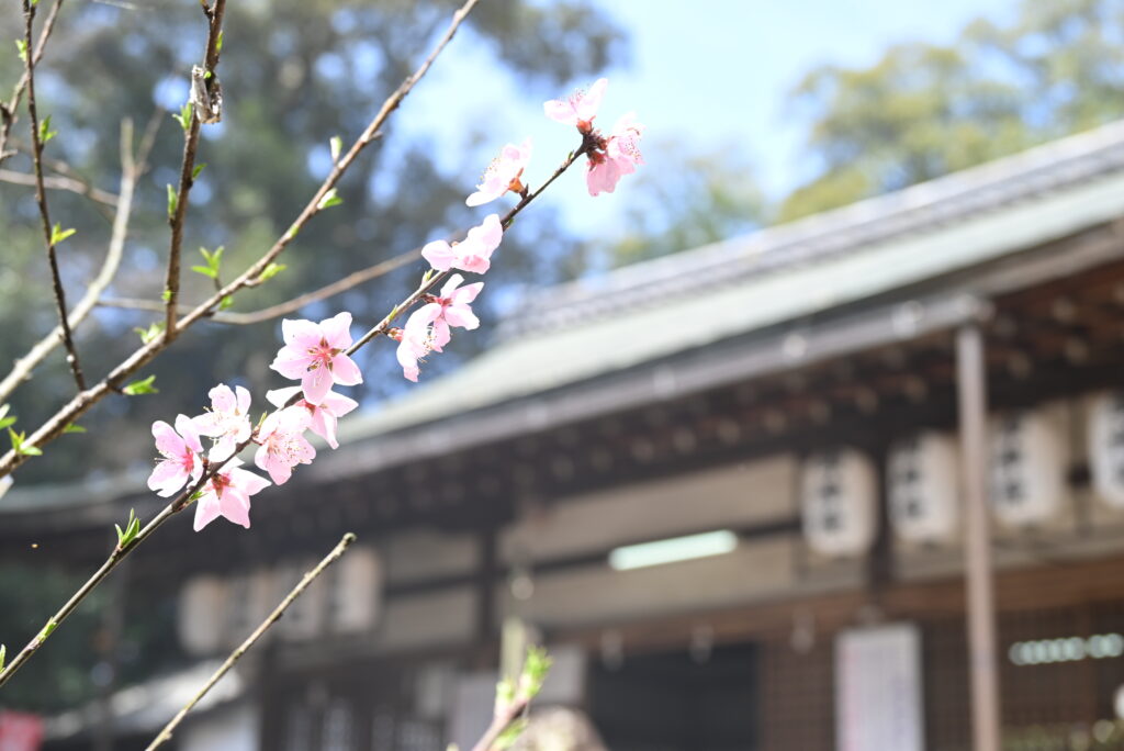 吉野かわかみ社中 御朱印部 吉野杉の御朱印帳