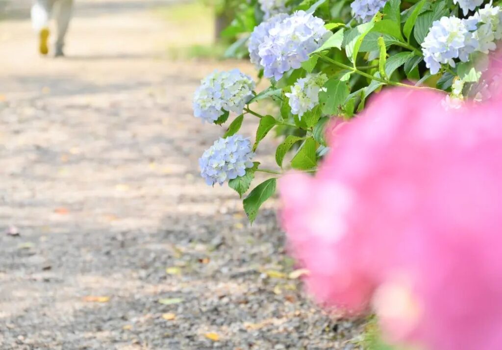 吉野かわかみ社中 御朱印部 吉野杉の御朱印帳